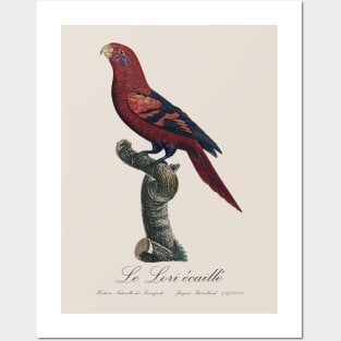 Blue-Streaked Lory / Le Lori Ecaille - Jacques Barraband 19th century Illustration Posters and Art